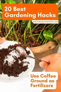 coffee ground as fertilizers