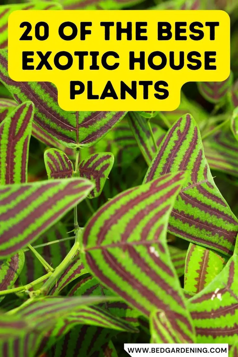 20 Most Exotic House Plants Bed Gardening