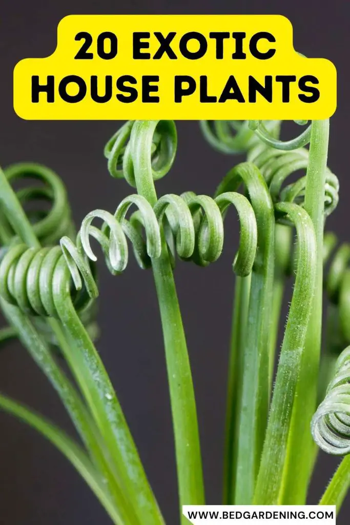 20 Most Exotic House Plants Bed Gardening