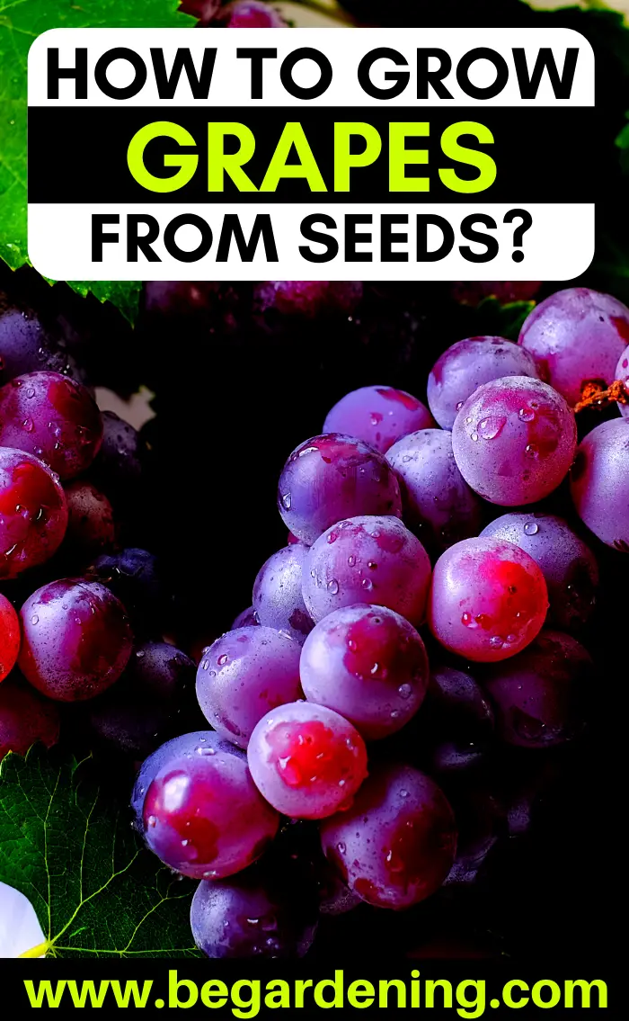 A Guide For Dummies To Grow Grapes From Seeds Bed Gardening
