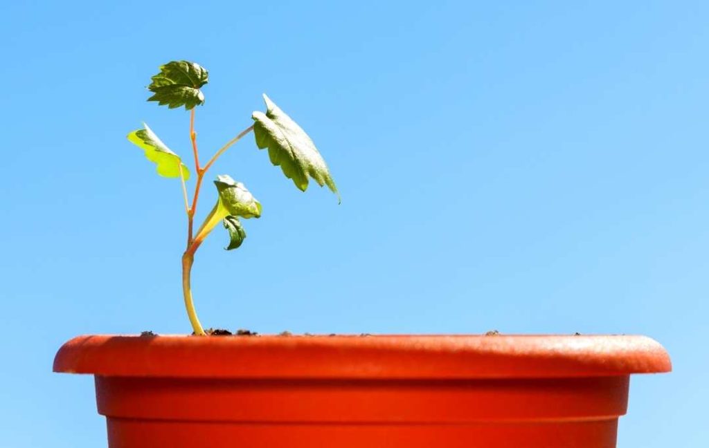 grape seedlings