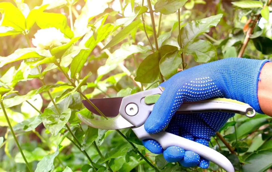 How To Grow Jasmine From Cuttings? Bed Gardening