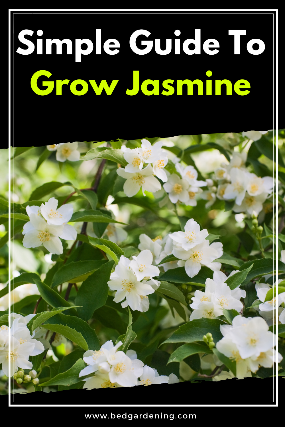 How To Grow Jasmine From Cuttings? Bed Gardening