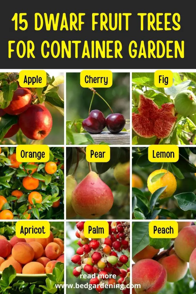 15 Dwarf Fruit Trees For Container Garden Bed Gardening