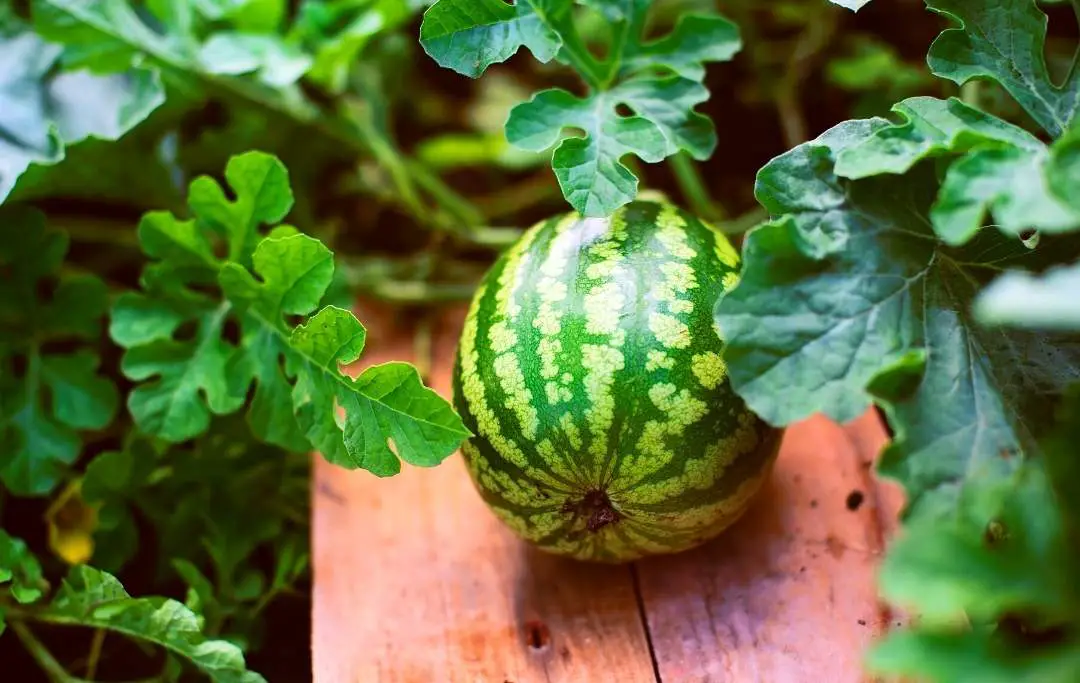 How To Grow Watermelon In A Raised Bed? Bed Gardening