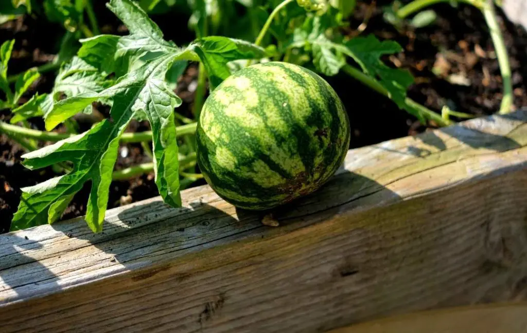 Watermelon In A Raised Bed