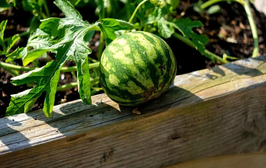 How To Grow Watermelon In A Raised Bed? Bed Gardening
