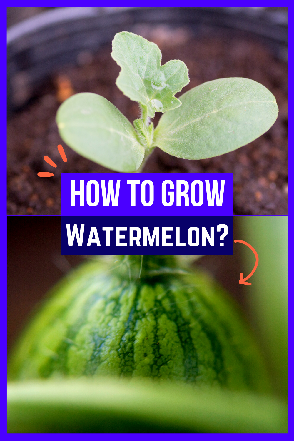 How To Grow Watermelon In A Raised Bed? Bed Gardening
