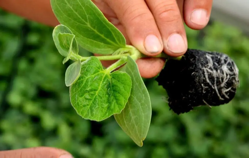 transplanting watermelon seedlings