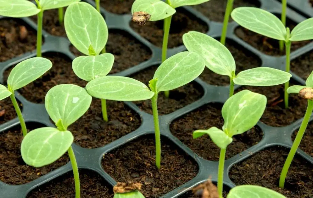 watermelon seedlings