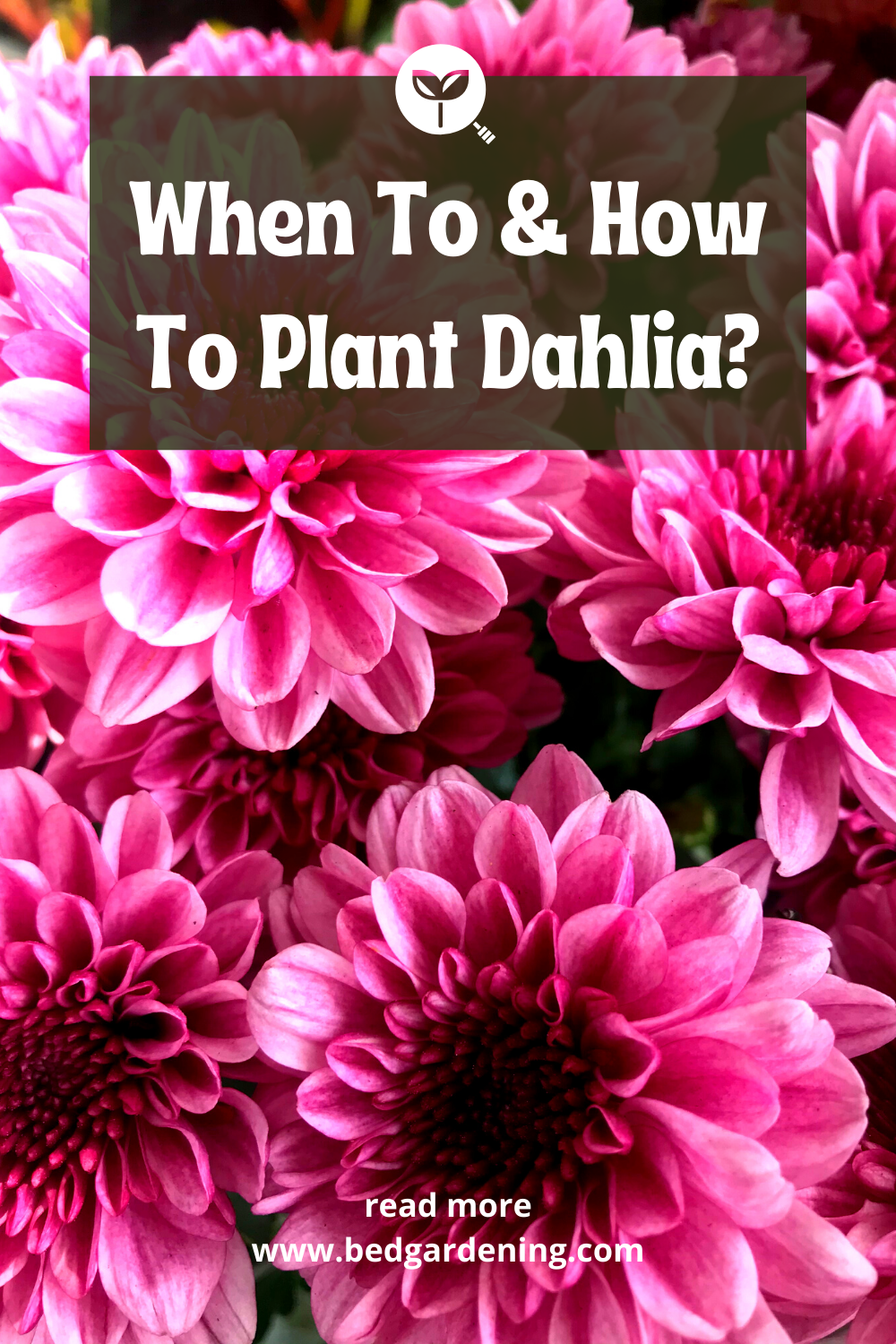 How To Grow Dahlias In Raised Beds? Bed Gardening
