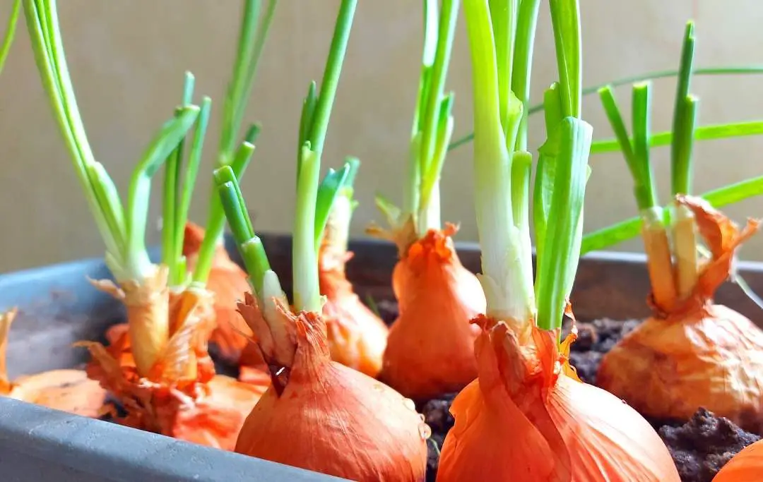 Grow Red Onions In Containers Bed Gardening