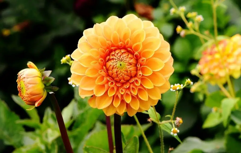 How To Grow Dahlias In Raised Beds? – Bed Gardening