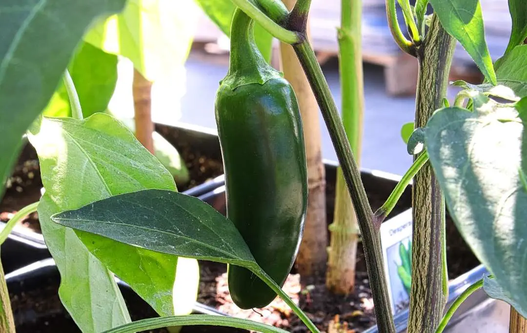 How To Grow Jalapeno In A Raised Bed? Bed Gardening