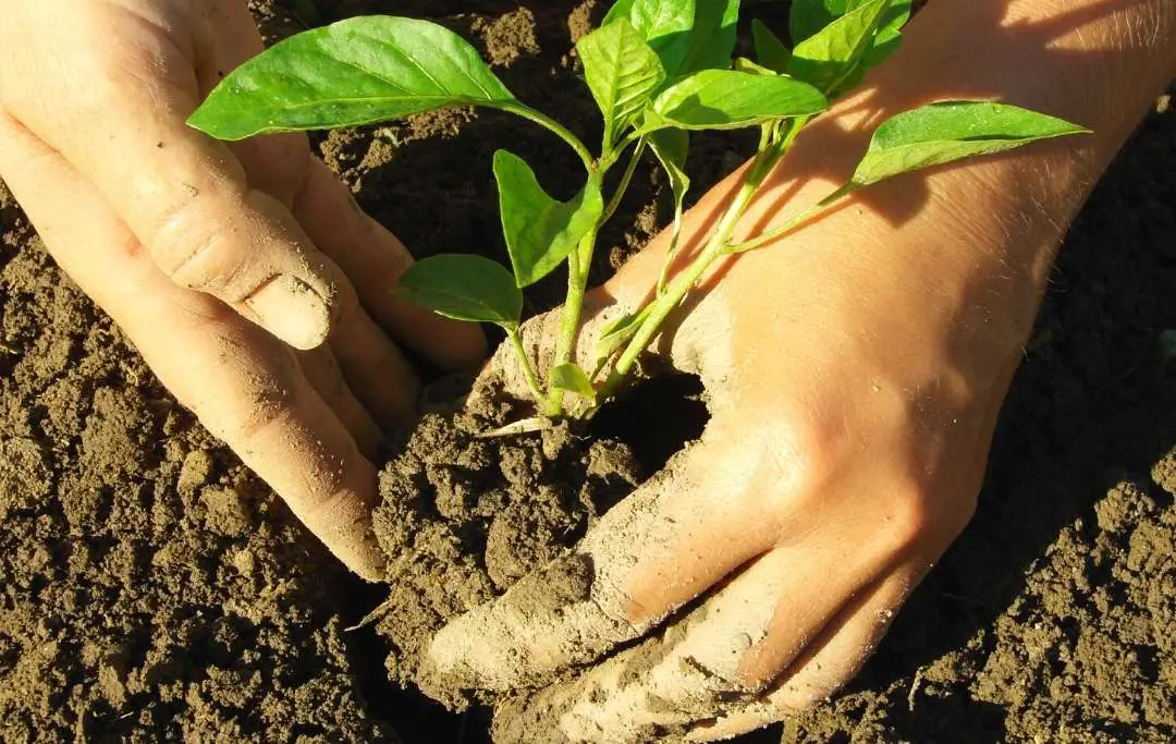 How To Grow Jalapeno In A Raised Bed? Bed Gardening