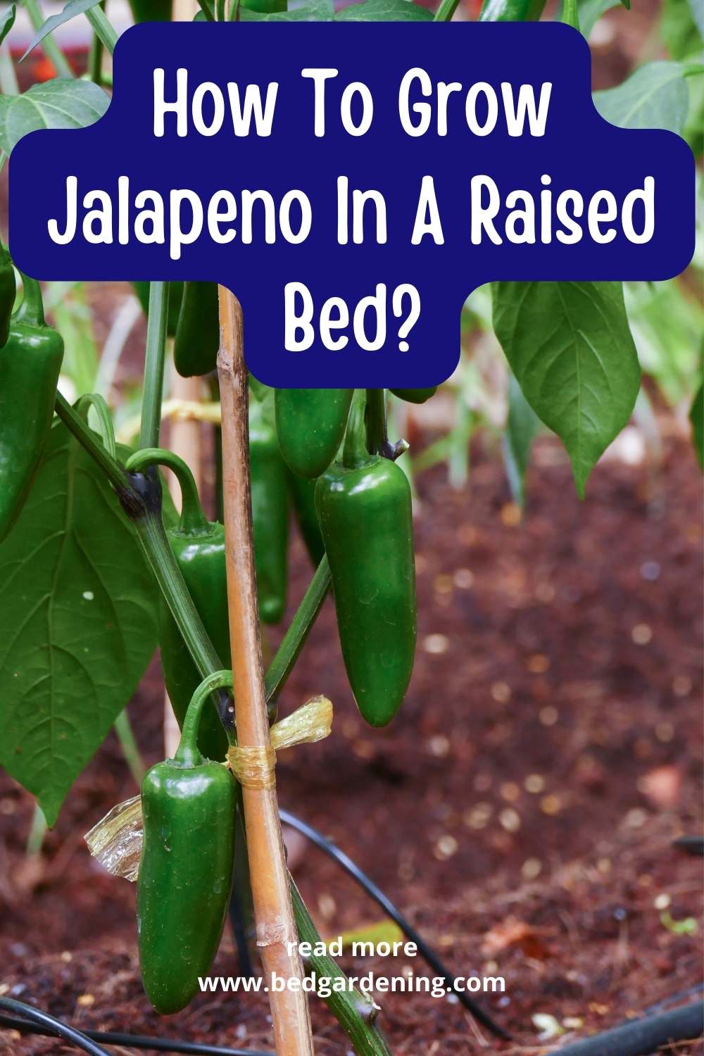 How To Grow Jalapeno In A Raised Bed? Bed Gardening