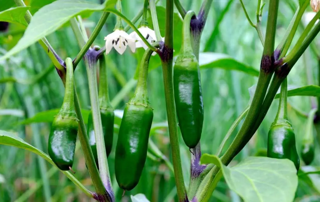 How To Grow Jalapeno In A Raised Bed? Bed Gardening