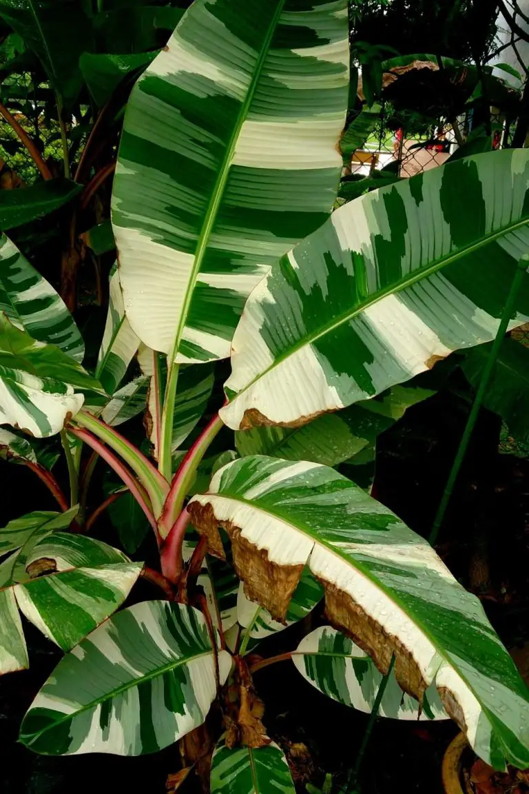 Grow Variegated Banana Plants Indoors Bed Gardening