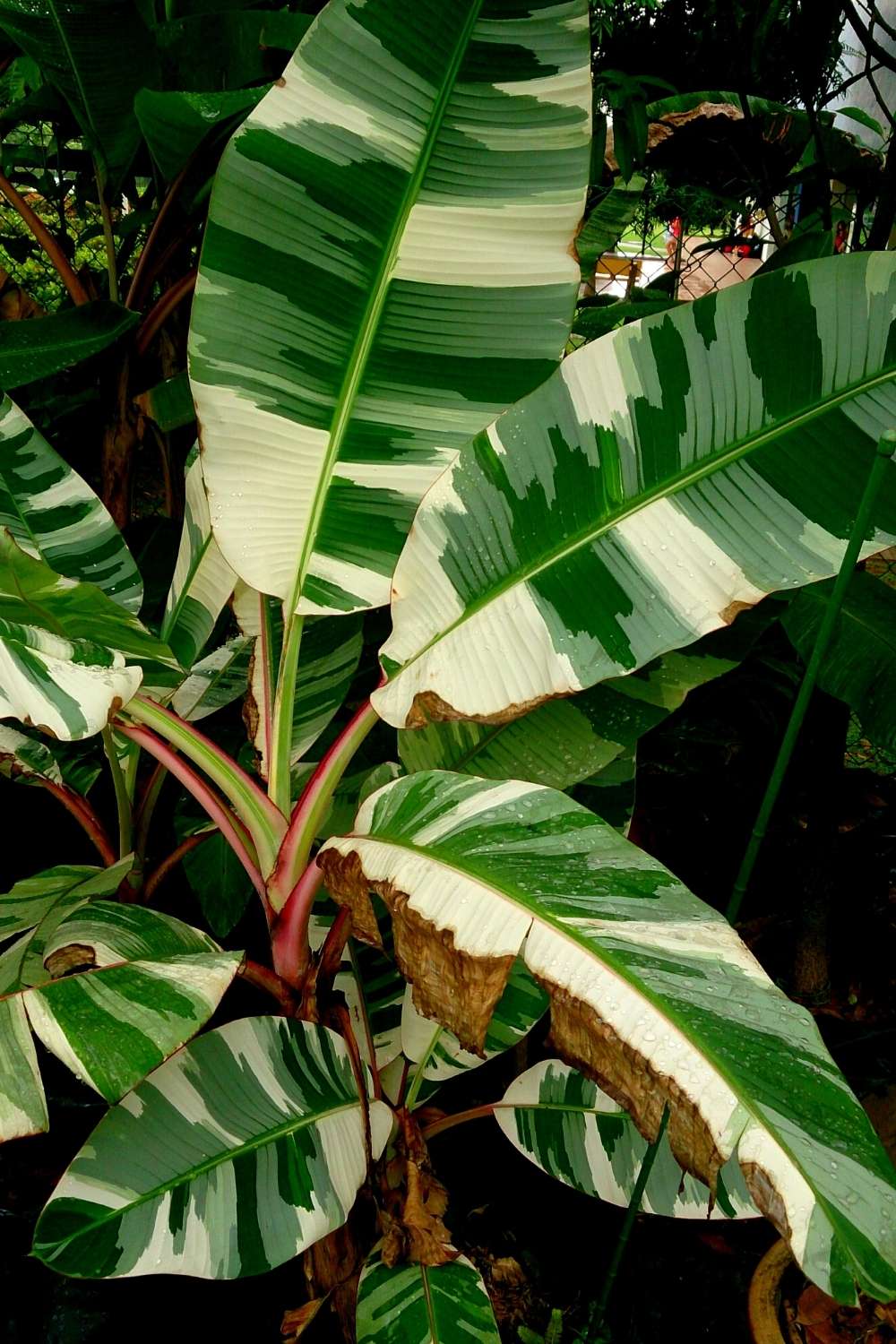 Variegated Banana Plants 