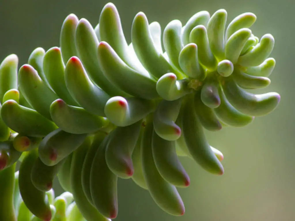 Jelly Bean Succulents