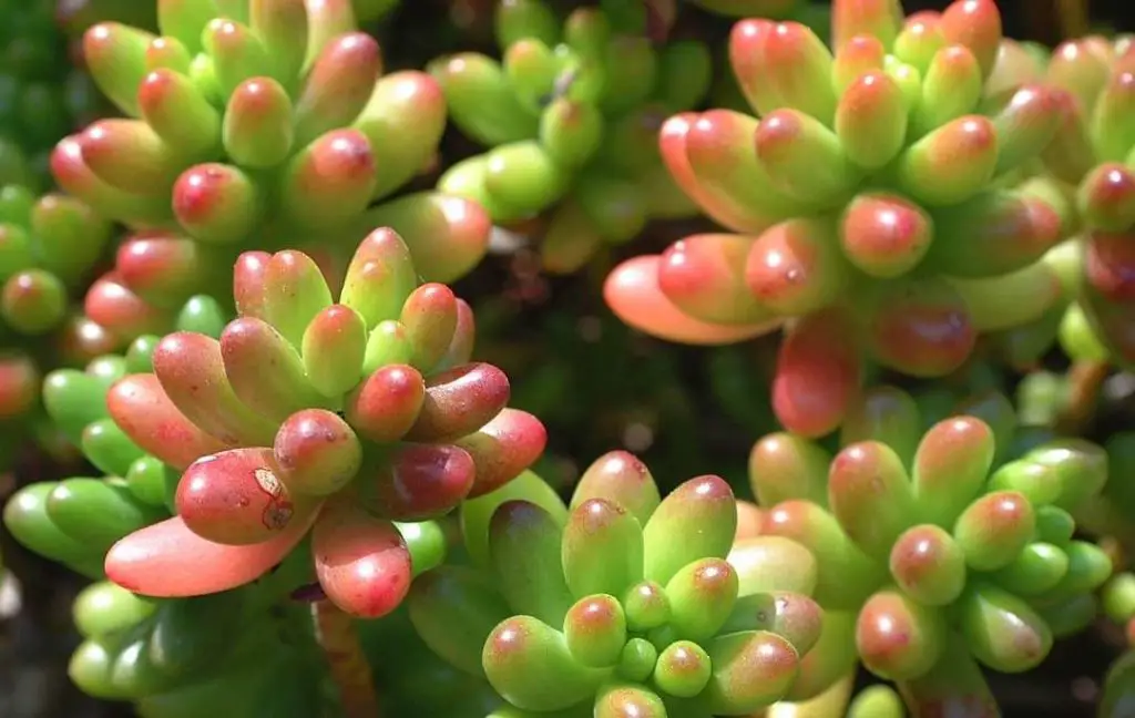 Jelly Bean Succulents