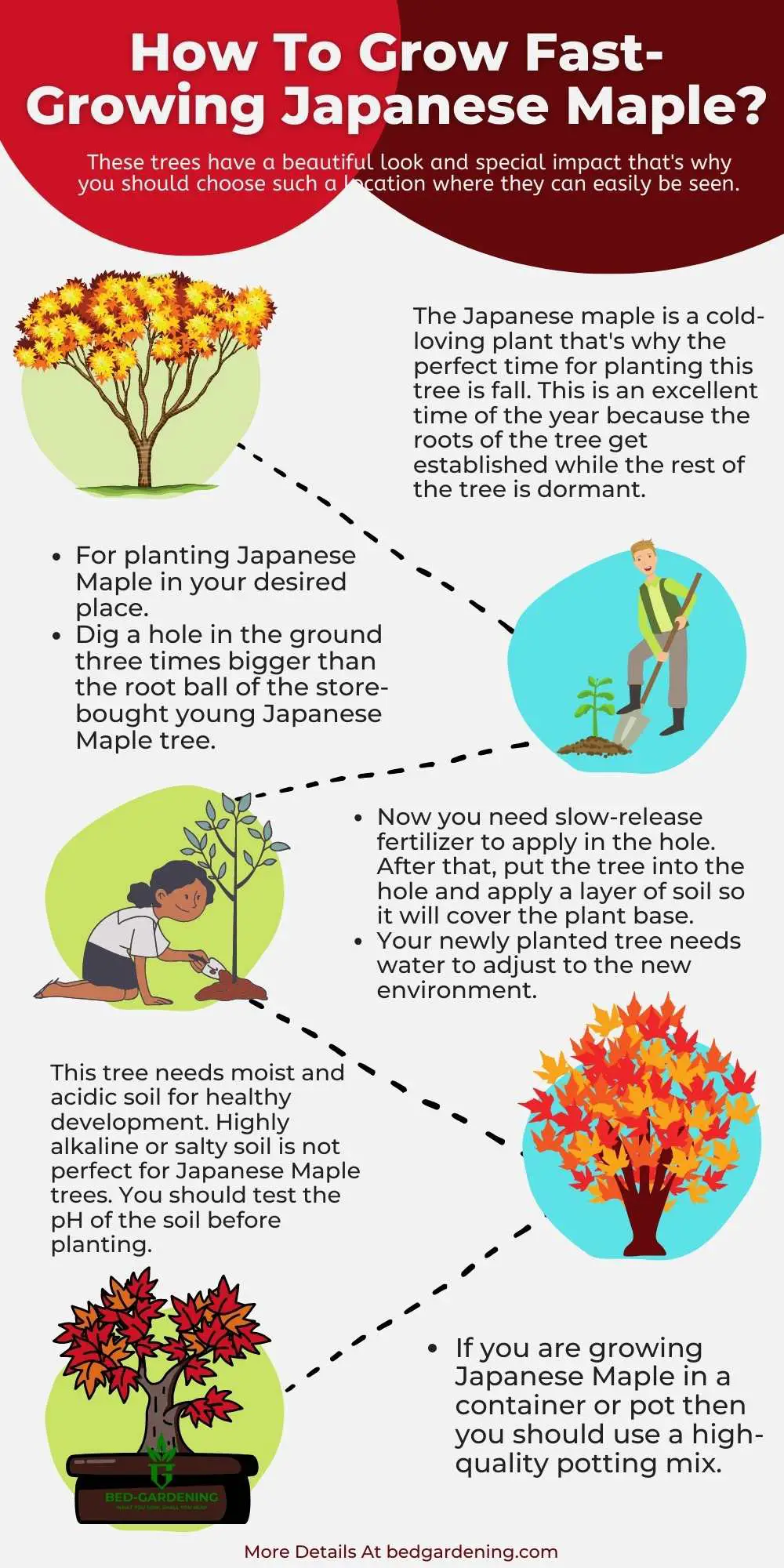 Fast-Growing Japanese Maple infographic
