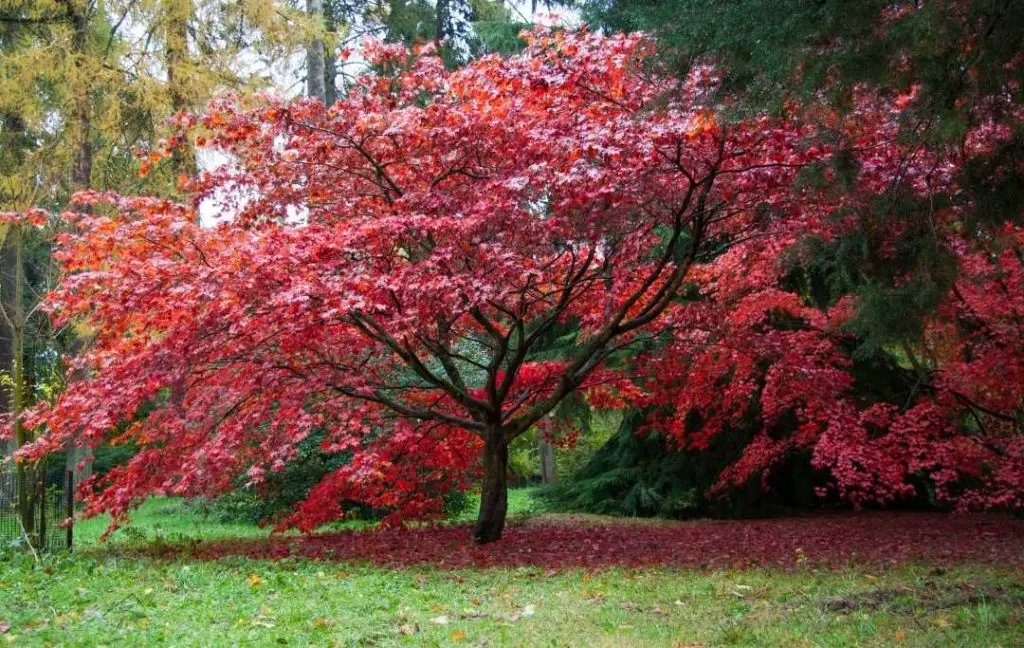 Japanese Maple Care