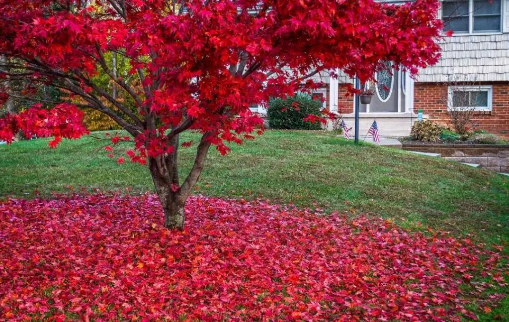 Fast-Growing Japanese Maple