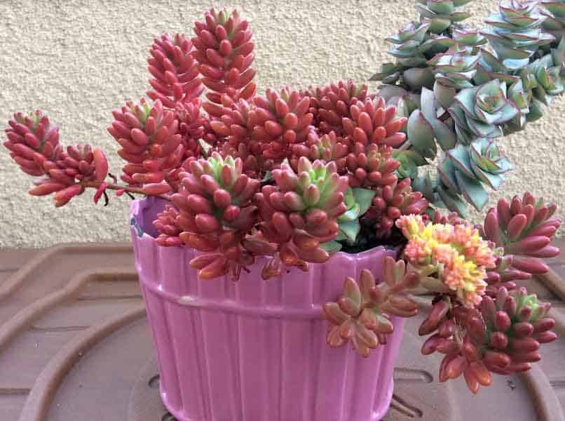 Jelly Bean Succulents