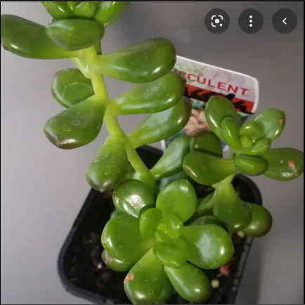 Jelly Bean Succulents