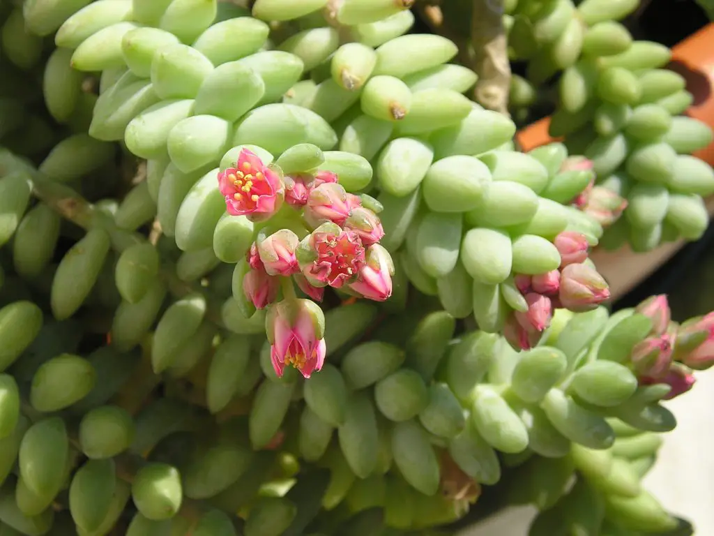 Jelly Bean Succulents