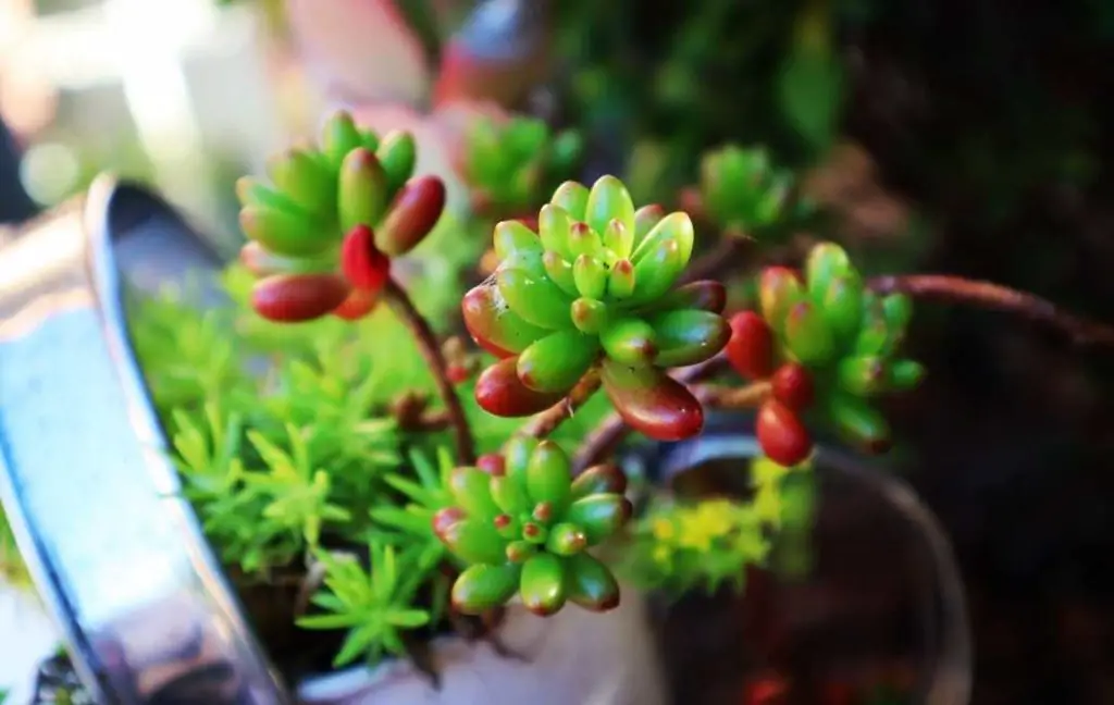 Jelly Bean Succulents