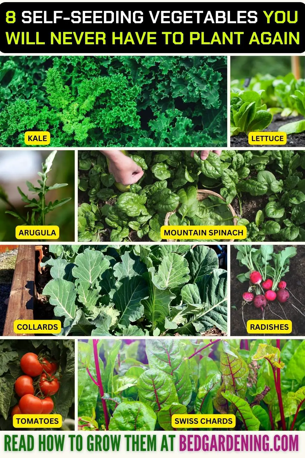 8 Self-Seeding Vegetables You Will Never Have To Plant Again