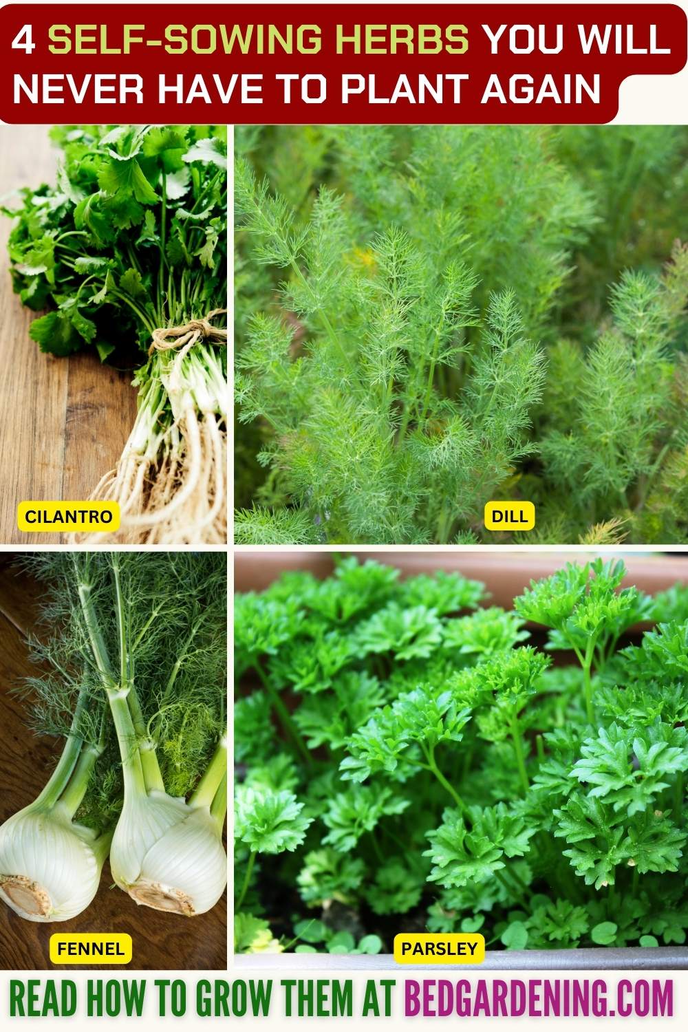 4 Self-Sowing Herbs You Will Never Have To Plant Again
