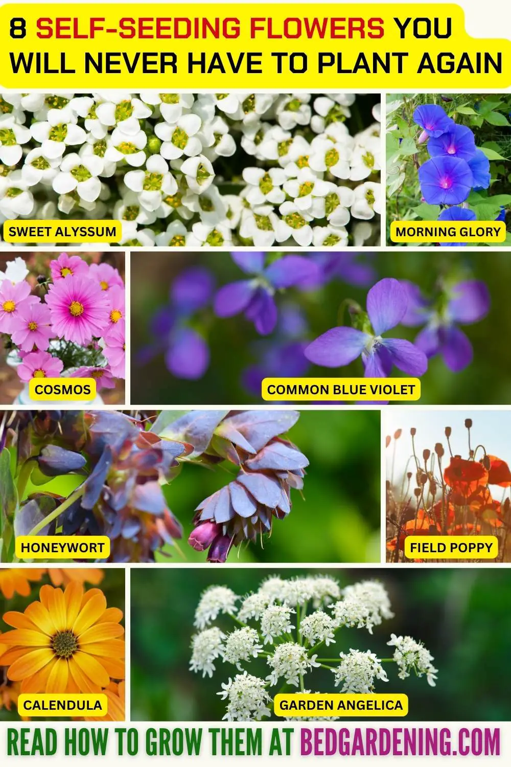 8 Self-Seeding Flowers You Will Never Have To Plant Again