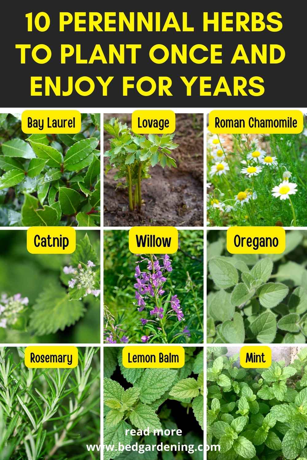 10 Perennial Herbs To Plant Once And Enjoy For Years