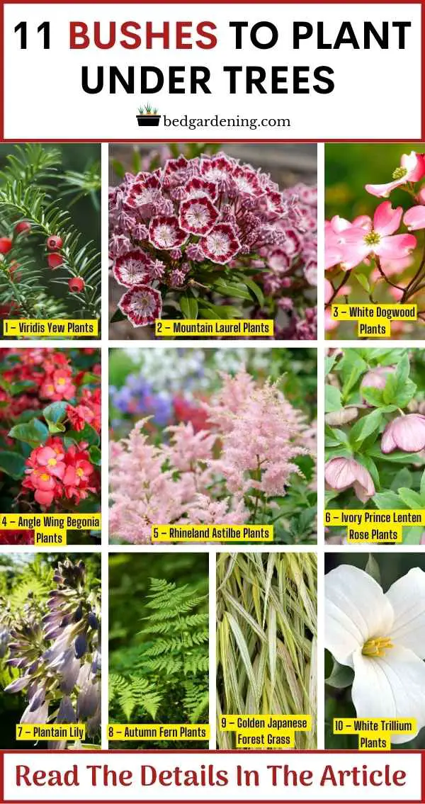 BEST 11 Bushes To Plant Under The Trees