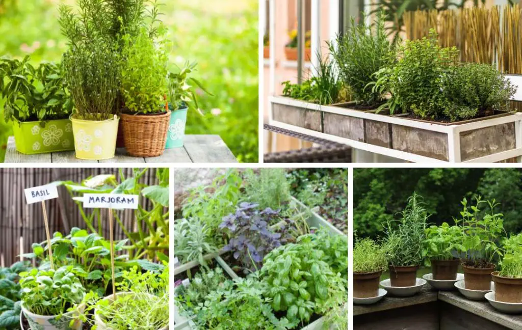 10 Perennial Herbs To Plant Once And Enjoy For Years 
