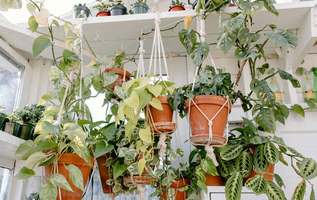 The Best Ways To Hang The Plants Bed Gardening