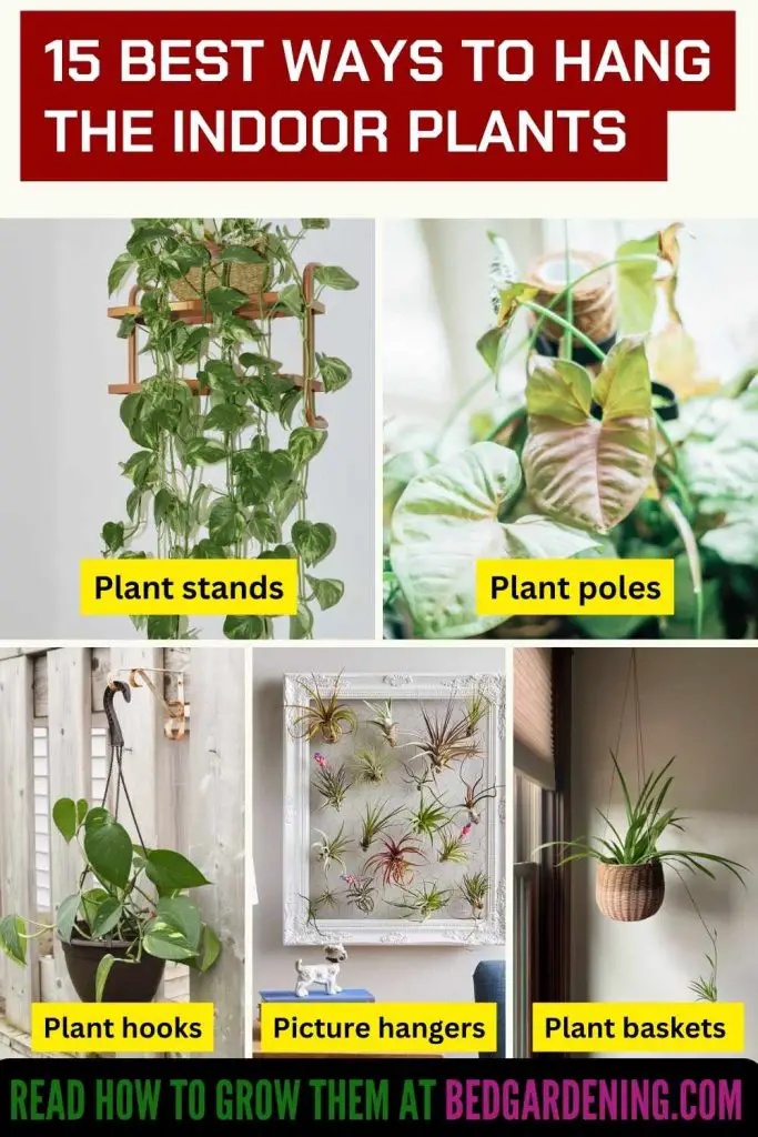 Best Ways To Hang The Plants 