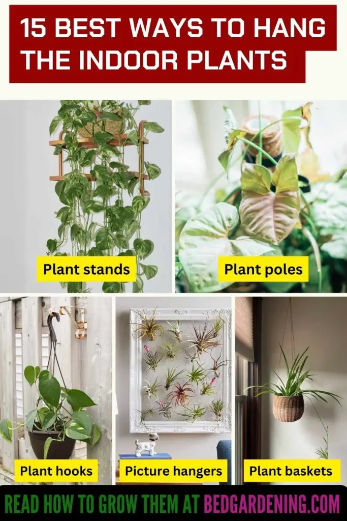 Best Ways To Hang The Plants