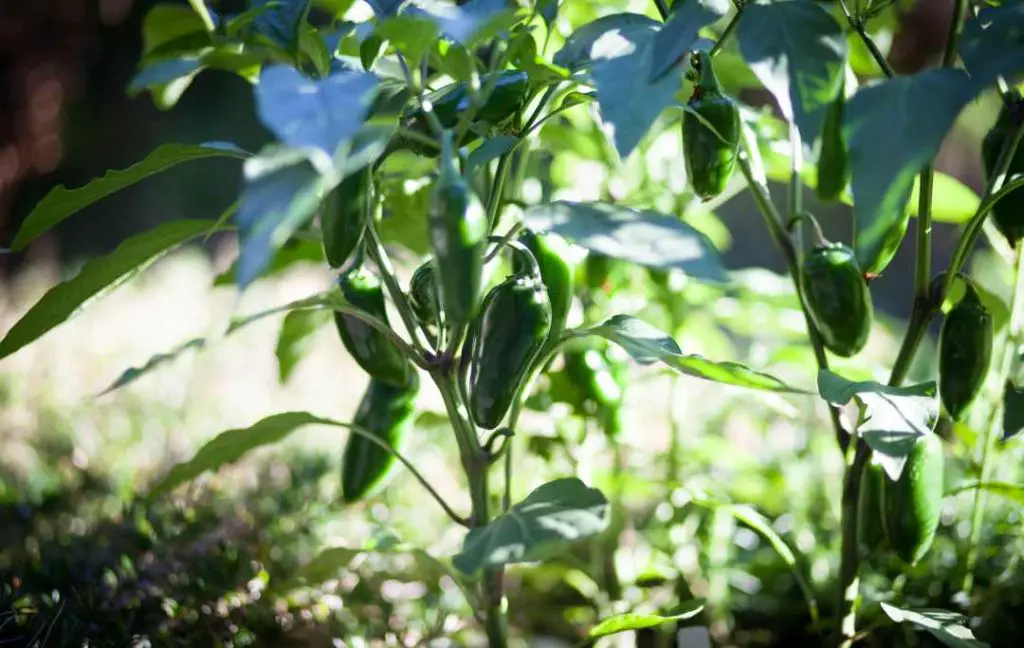 Must Read Before You Plant Jalapenos