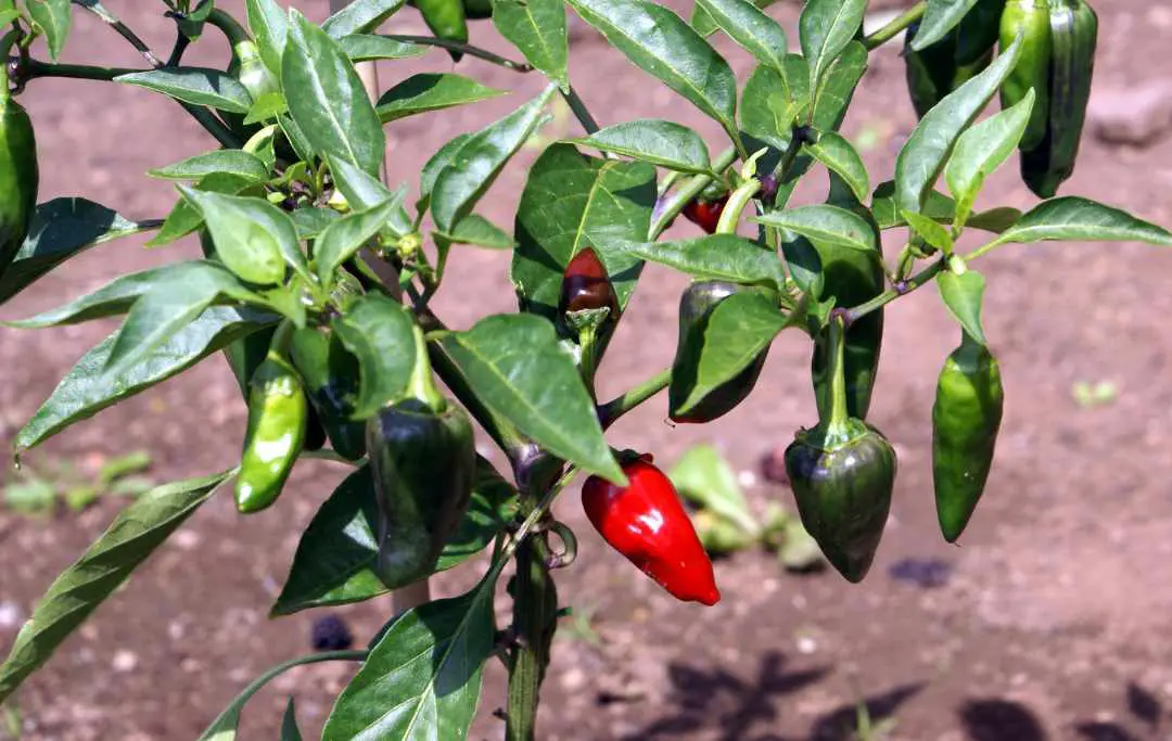 Must Read Before You Plant Jalapenos Bed Gardening
