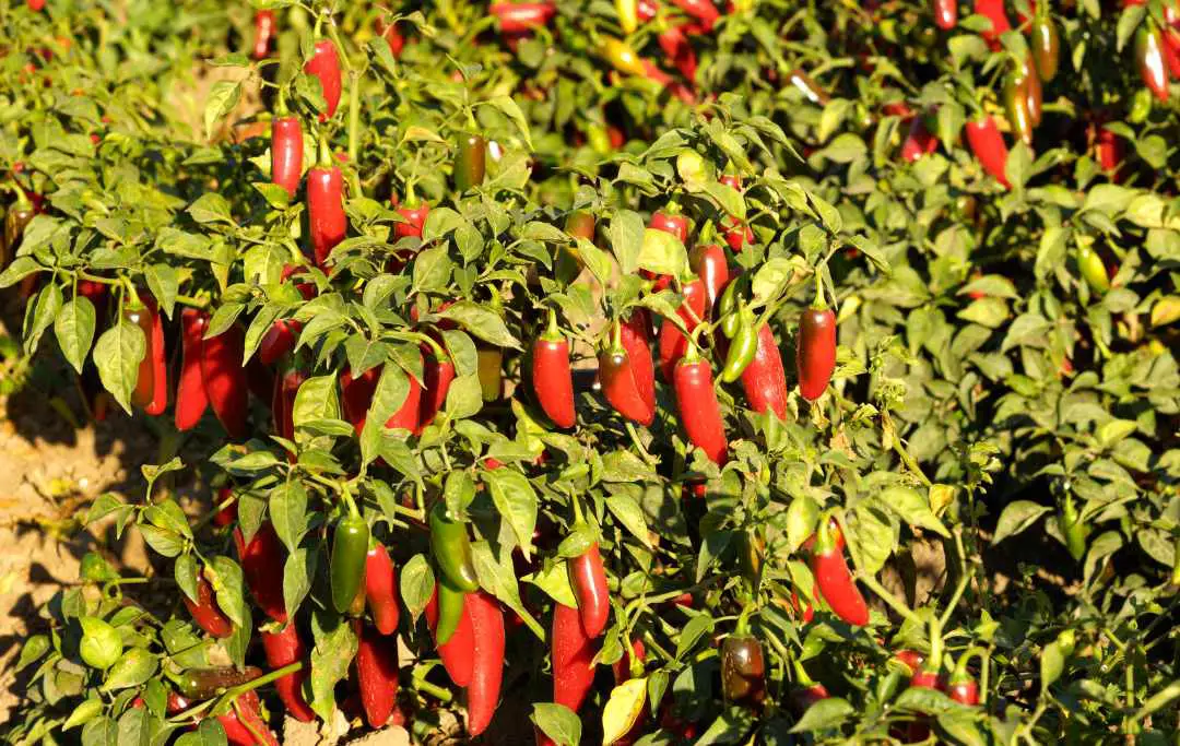 Must Read Before You Plant Jalapenos Bed Gardening