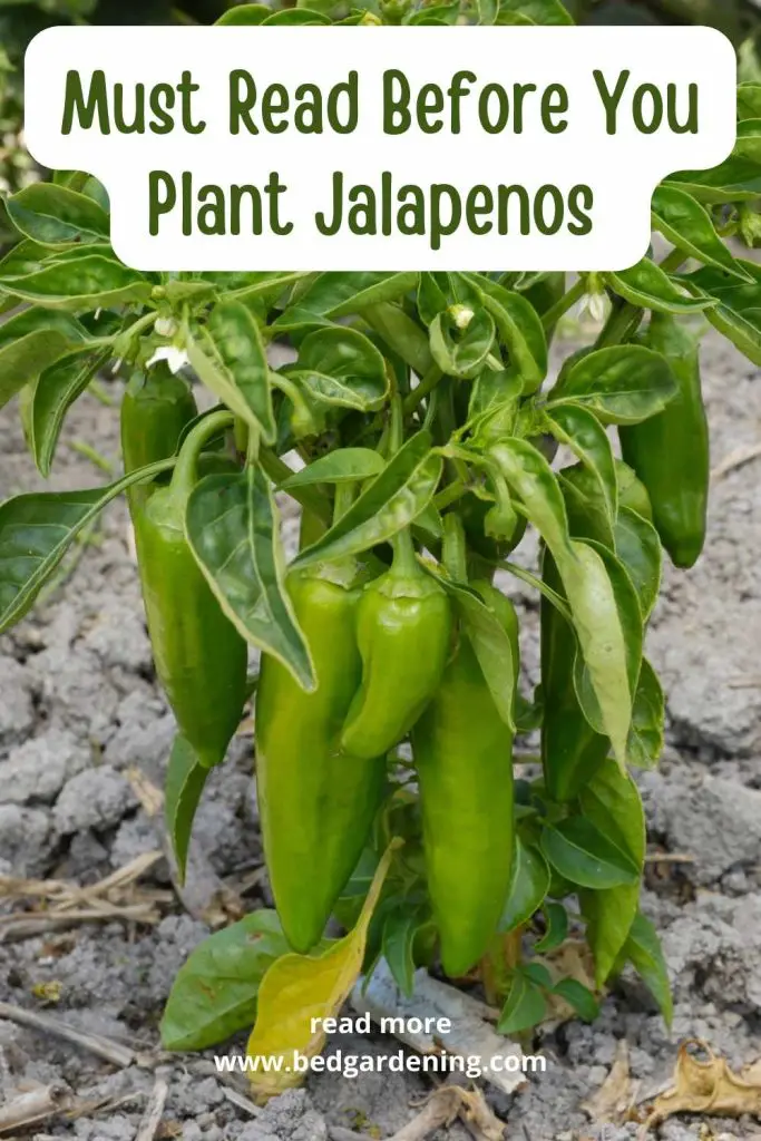Must Read Before You Plant Jalapenos Pinterest pin