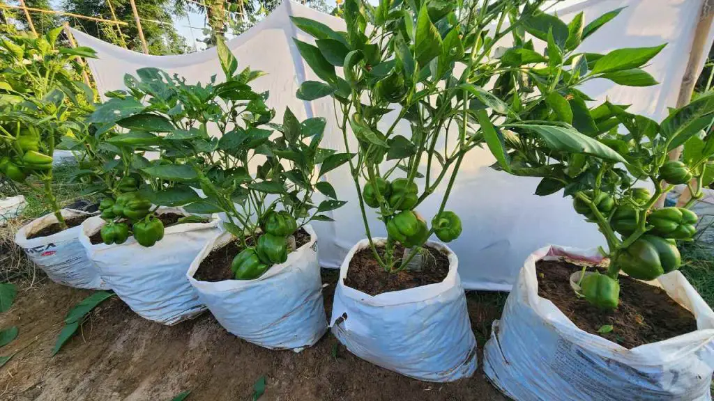 grow bell pepper in container